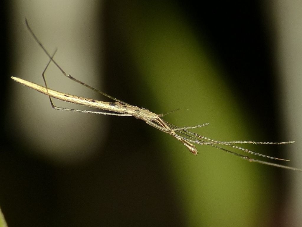 Passeggiate aracnologiche (di notte)